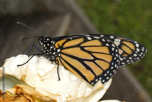 фотографія Monarch butterfly (Danaus plexippus) on a rock in Cotacachi, Ecuador
