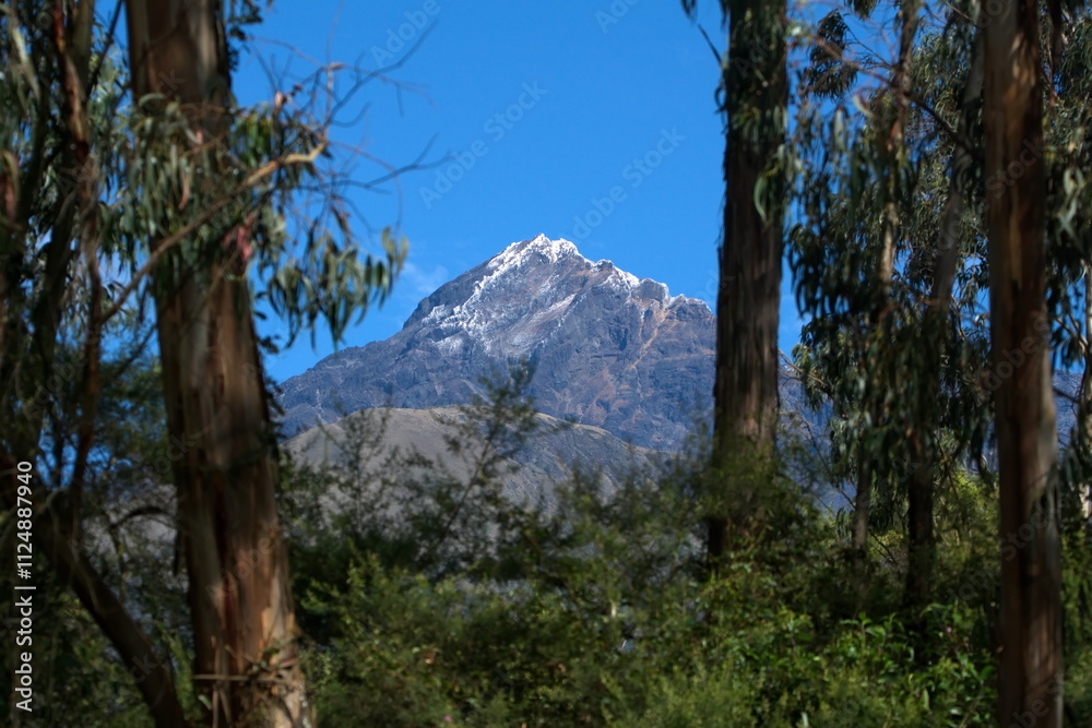 Snow dusted peak of Cotacachi Volcano, framed by eucalyptus trees, in Cotacachi, Ecuador Snow dusted peak of Cotacachi Volcano, framed by eucalyptus trees, in Cotacachi, Ecuador