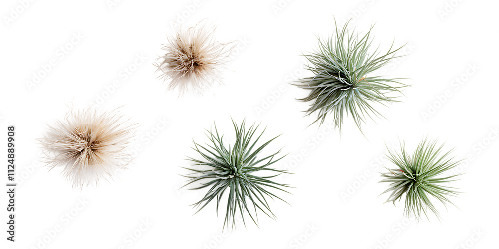 Air Plants with Artistic Green and Brown Blades Air Plants with Artistic Green and Brown Blades