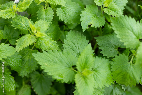 Green mint leaves