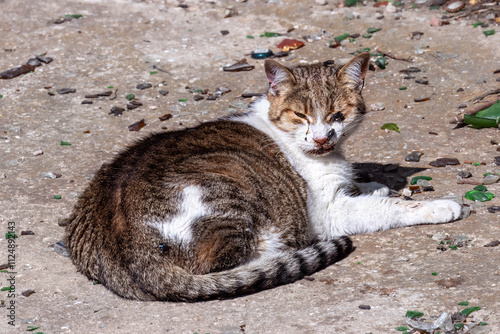 Beautiful young cat is in terrible state. There are traces of discharge or clotted blood on clean, neat fur. Animal found deserted place. For specialized topics - diseases and death of pets photo