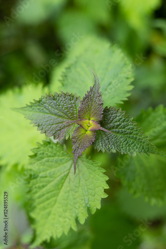 The green herbal patchouli plant photo