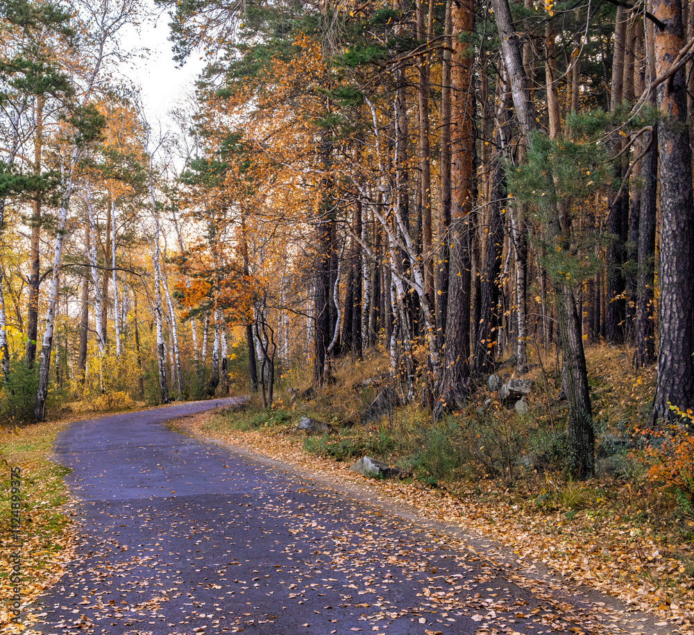Obraz premium A road for walking in the autumn forest.