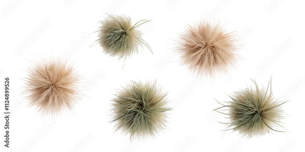 Air Plants with Soft Green and Pale Tones Air Plants with Soft Green and Pale Tones