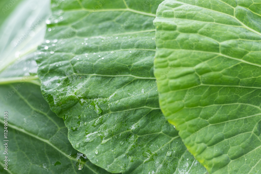 Green kale leaves with natural texture Green kale leaves with natural texture