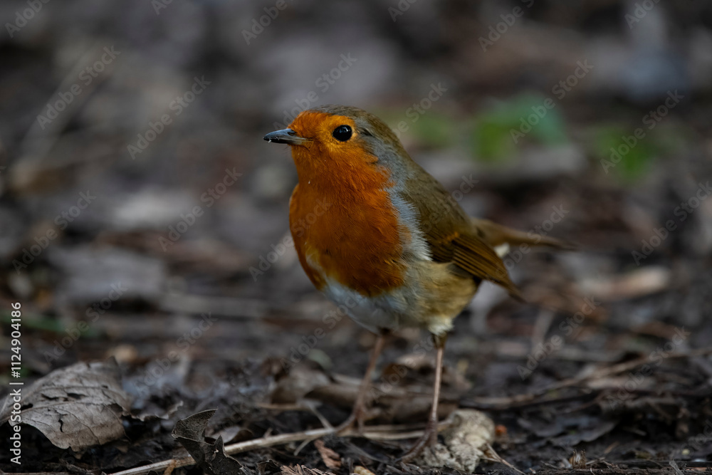 The European Robin (Erithacus rubecula), or Robin Redbreast. The European Robin (Erithacus rubecula), or Robin Redbreast.