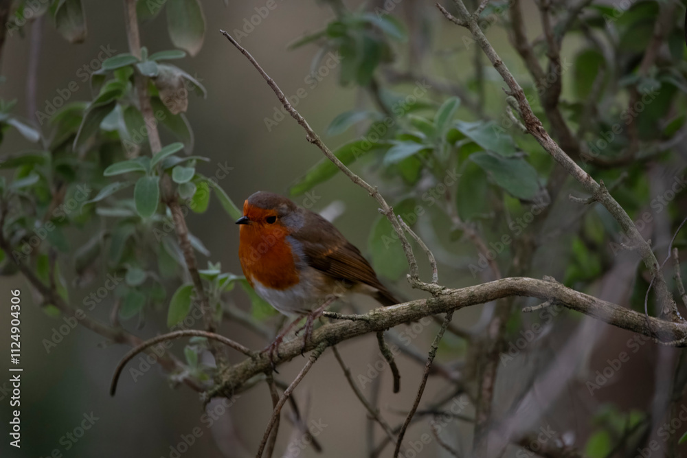 The European Robin (Erithacus rubecula), or Robin Redbreast. The European Robin (Erithacus rubecula), or Robin Redbreast.