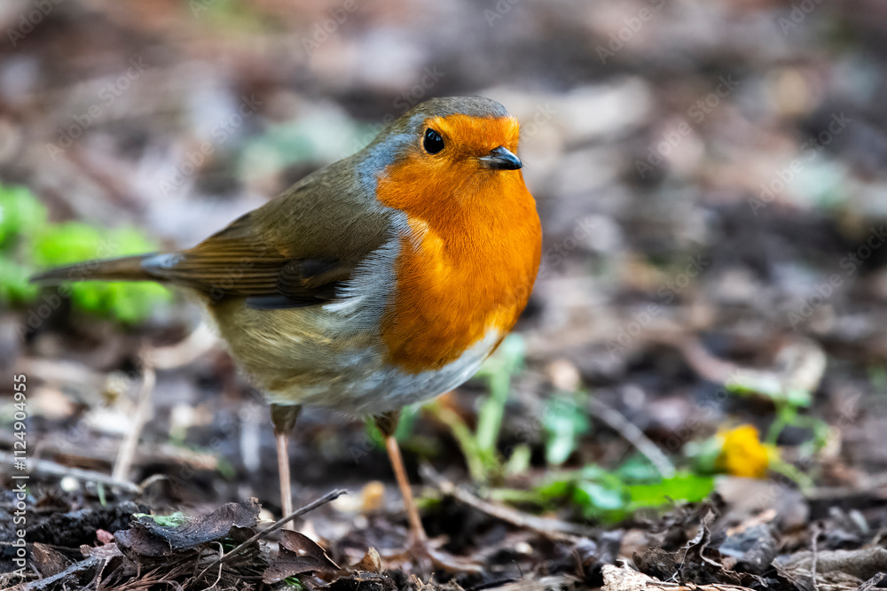 The European Robin (Erithacus rubecula), or Robin Redbreast. The European Robin (Erithacus rubecula), or Robin Redbreast.