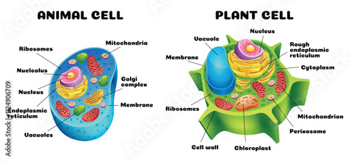 A detailed comparison of diagrams illustrating the differences between animal and plant cells