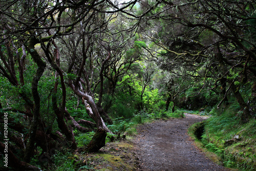 Wanderweg durch den ursprünglichenNebelwald entlang an einer Levada in Madeira