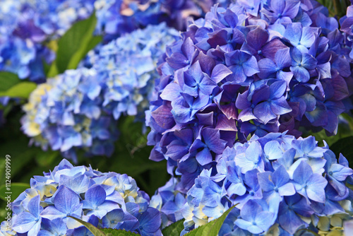 blaue Blüten der Hortensie (Hydrangea) in Nahaufnahme