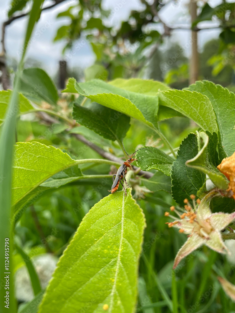 Close-Up of a Rustic Soldier Beetle (Cantharis Rustic) on a Green Leaf in Natural Habitat Close-Up of a Rustic Soldier Beetle (Cantharis Rustic) on a Green Leaf in Natural Habitat