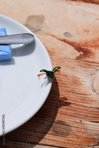 Insekt, Käfer beim Abflug