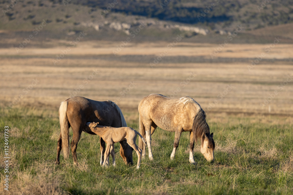 Wild Horses in the Utah Desert in Spring Wild Horses in the Utah Desert in Spring