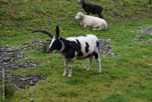 Schafbock und Schaf