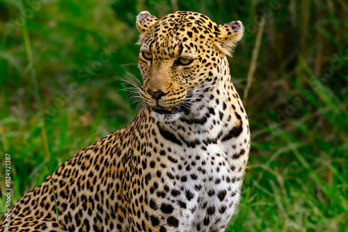 close up of leopard