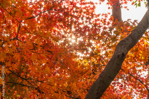 Sun rays shining through red maple leaves