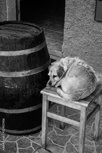 dog on old wine barrel