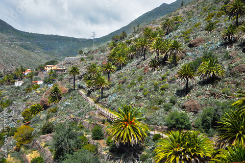 Palm tree
