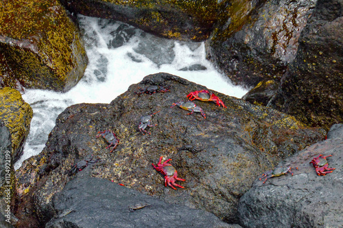 crab