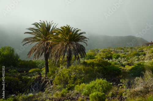 trees in the mountains