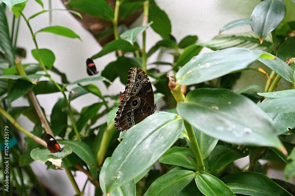 Brown butterfly with black eyes on wings,
Butterfly on a green plant in a botanical garden Brown butterfly with black eyes on wings,
Butterfly on a green plant in a botanical garden