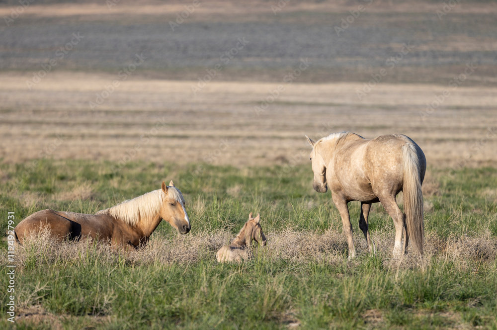 Fototapeta premium Wild Horses in the Utah Desert in Spring