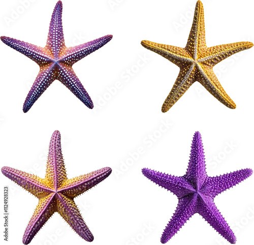 Four Colorful Starfish isolated on Transparent and White Background photo