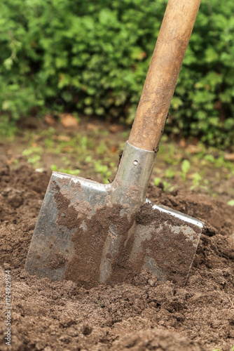 Shovel close up in brown ground on garden bed with grass and plants. Digging up soil in garden. Organic farming, gardening, growing, agriculture concept