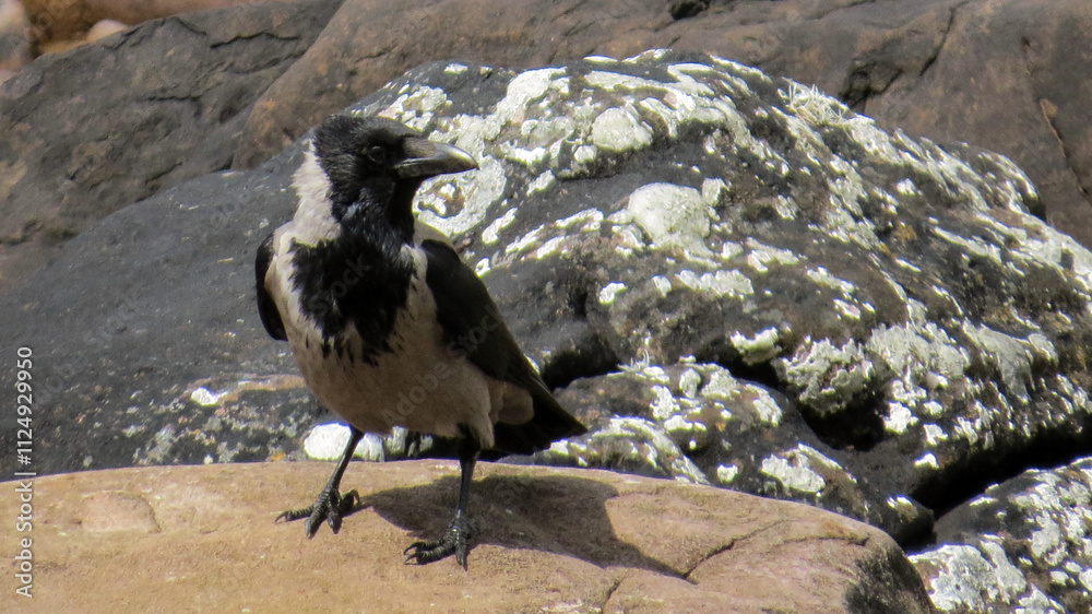 Fototapeta premium Bonte kraai
