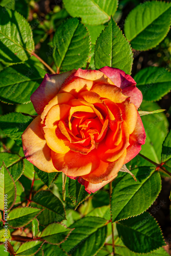 Essig-Rose. Lateinisch Rosa gallica L. aus der Familie der Rosaceae Essig-Rose. Lateinisch Rosa gallica L. aus der Familie der Rosaceae