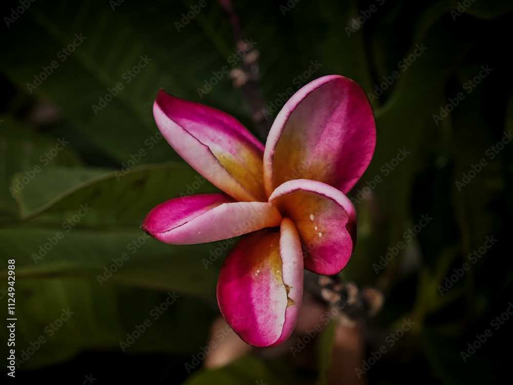Fototapeta premium Plumeria