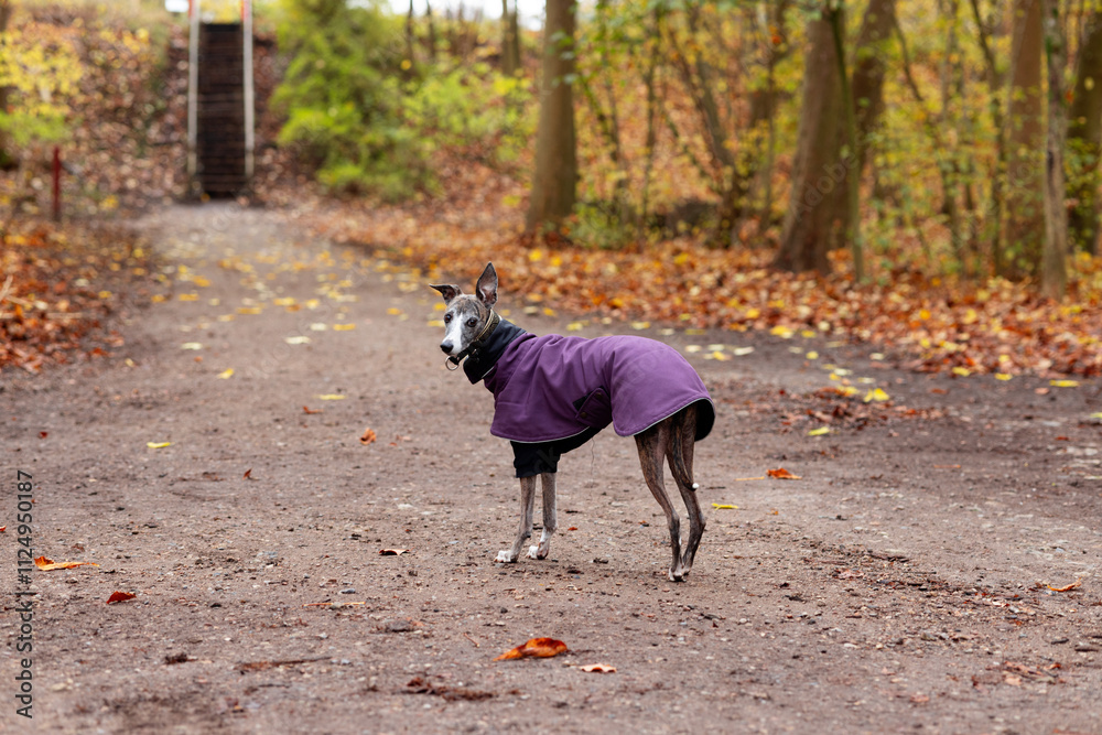 Brown greyhound with a collar and cape stands on a path in the park Brown greyhound with a collar and cape stands on a path in the park
