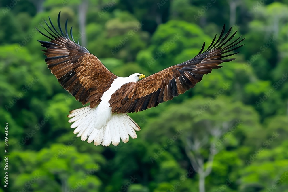 A serene shot of a DVD cover for a nature documentary, featuring a lush green forest and a majestic eagle on the cover A serene shot of a DVD cover for a nature documentary, featuring a lush green forest and a majestic eagle on the cover