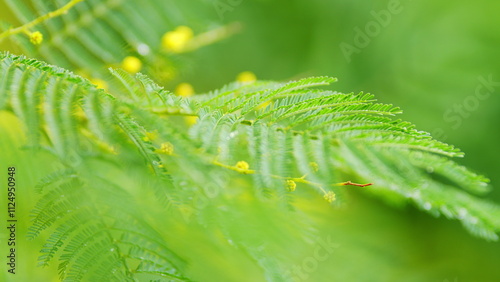 Branches Of Mimosa Flower Or Silver Wattle. Spring Holiday Background. Yellow Mimosa Flowers Background. photo