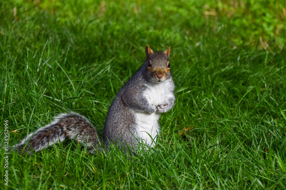 A grey squirrel stands in green grass in a park in UK A grey squirrel stands in green grass in a park in UK