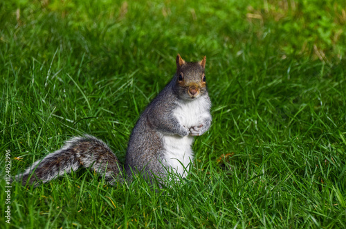 A grey squirrel stands in green grass in a park in UK