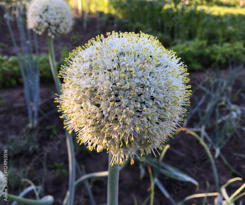 flowering onion head planted for seed photo