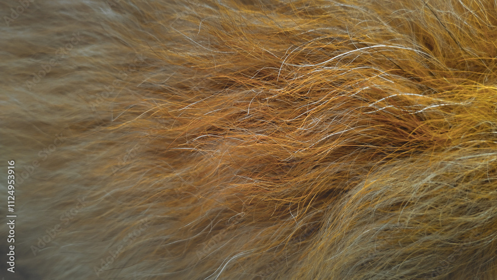Fototapeta premium Thick yellow, beige, wavy fur. Dog fur background.