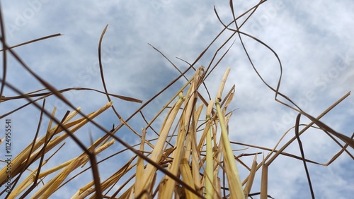 grass and sky
