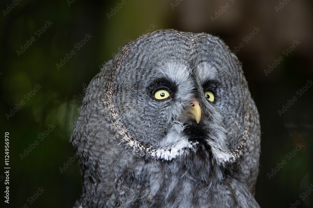 The Great Grey Owl (Strix nebulosa), also called The Great Gray Owl. The Great Grey Owl (Strix nebulosa), also called The Great Gray Owl.