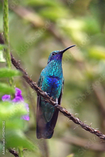 Sparkling violetear (Colibri coruscans) hummingbird perched in a porterweed bush in a garden, in Cotacachi, Ecuador