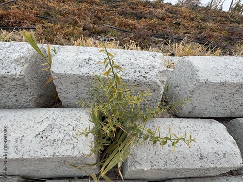 Alhagi maurorum growing among stones. Close-up of Caspian manna green leaves and thorns. It is a species of legume commonly known as camel thorn, Caspian manna, and Persian manna plant. photo