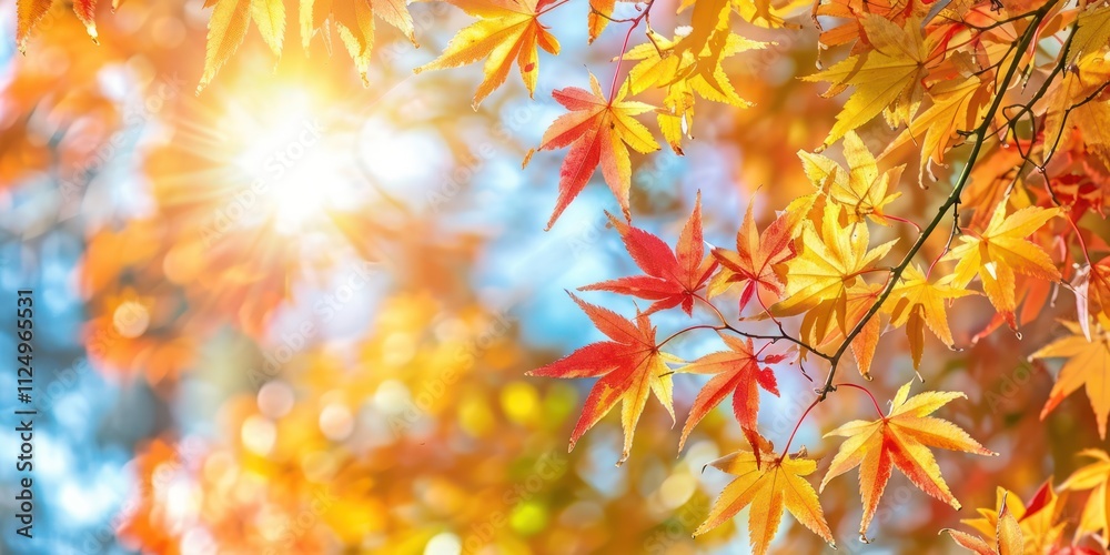 yellow and red maple foliage Autumnal Park branches trees and leaves copy space scenery yellow and red maple foliage Autumnal Park branches trees and leaves copy space scenery