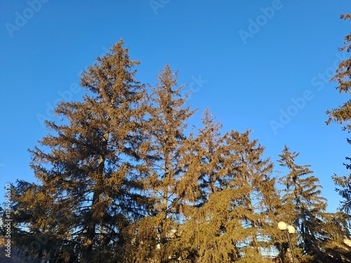 spruce trees and the sky