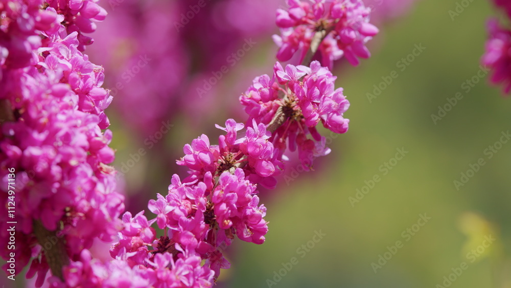 Blooming Judas Tree. Commonly Known As The Judas Tree Is A Small Deciduous Tree. Close up. Blooming Judas Tree. Commonly Known As The Judas Tree Is A Small Deciduous Tree. Close up.