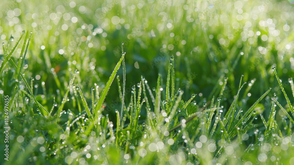 Light Morning Dew On Green Grass. Rain Dew Drops Sparkling In Sun On Lawn Grass. Pan. Light Morning Dew On Green Grass. Rain Dew Drops Sparkling In Sun On Lawn Grass. Pan.