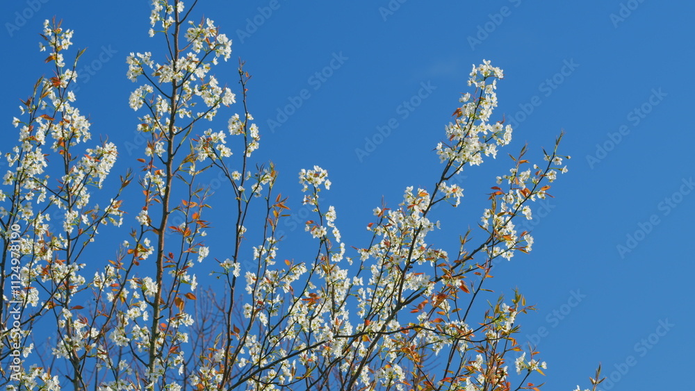 Flowering Ornamental Purple-Leaf Plum With White Flowers. Purple Leaf Plum Blooming In Spring. Still. Flowering Ornamental Purple-Leaf Plum With White Flowers. Purple Leaf Plum Blooming In Spring. Still.
