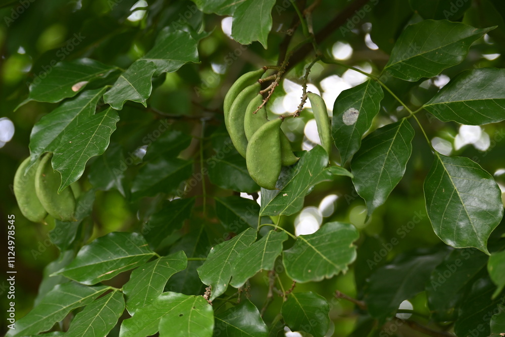 Millettia pinnata fruits. It is a species of tree in the pea family Fabaceae. Its other names Pongamia pinnata, Indian beech and Pongame oiltree. Oil is extracted from its seeds. Ayurvedic medicine. Millettia pinnata fruits. It is a species of tree in the pea family Fabaceae. Its other names Pongamia pinnata, Indian beech and Pongame oiltree. Oil is extracted from its seeds. Ayurvedic medicine.