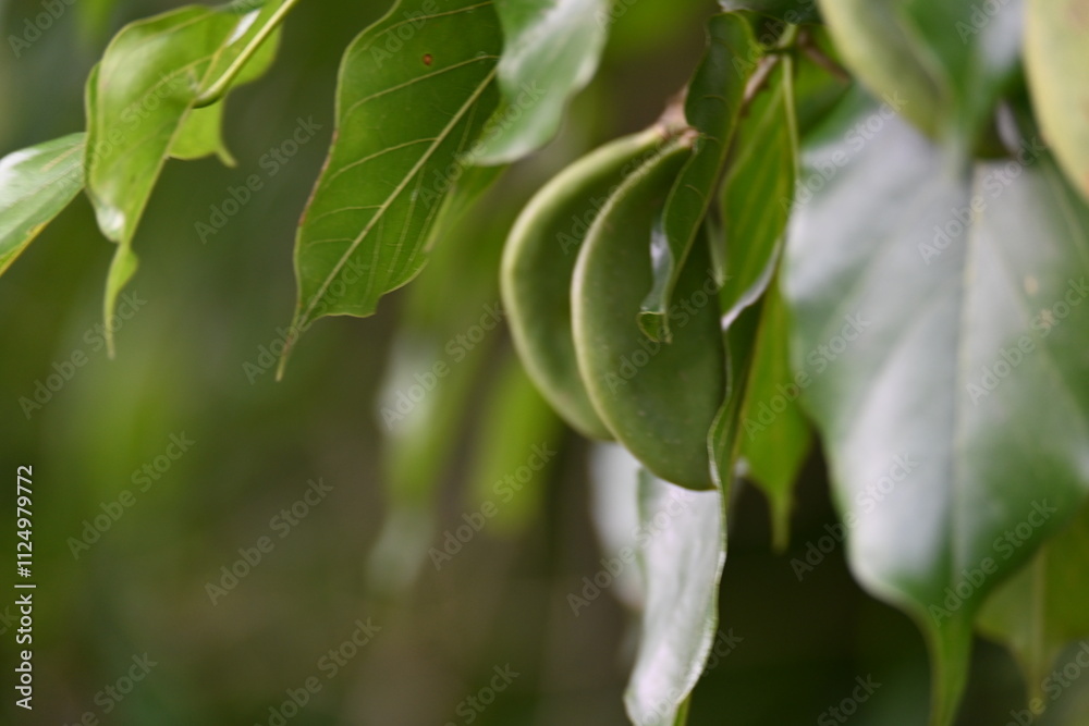 Fototapeta premium Millettia pinnata fruits. It&nbsp;is a species of tree in the pea family Fabaceae. Its other names Pongamia&nbsp;pinnata, Indian beech&nbsp;and&nbsp;Pongame oiltree. Oil is extracted from its seeds. Ayurvedic medicine.
